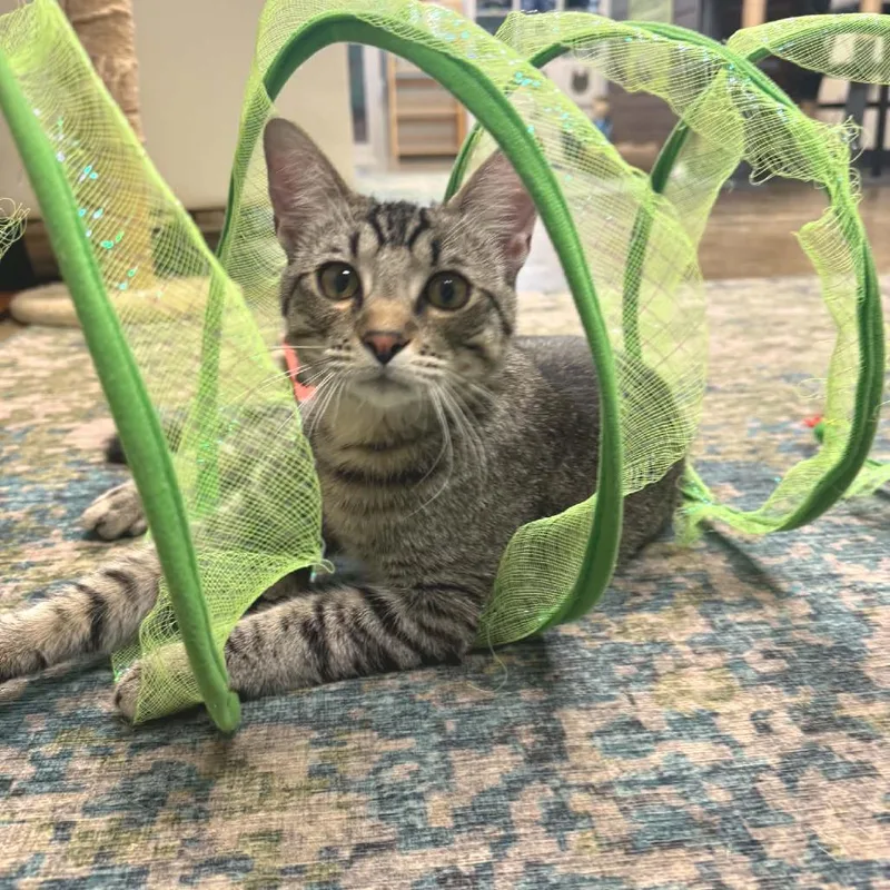A young small-sized male Brown / Chocolate Domestic Short Hair cat named Doug for adoption in Huntsville, AL