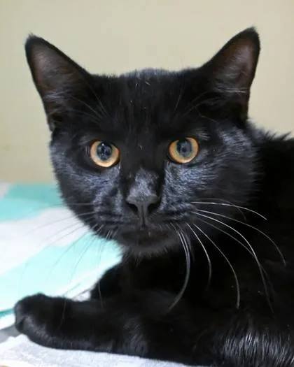 An adult large-sized male Domestic Short Hair cat named Bridgeport for adoption in Chamblee, GA