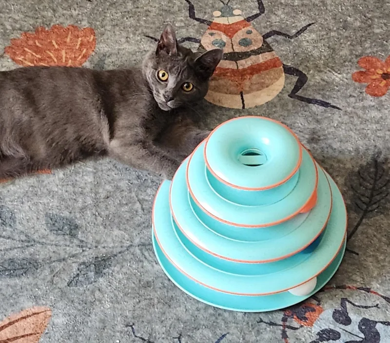 A baby medium-sized female Domestic Short Hair cat named Freida for adoption in Linden, NJ