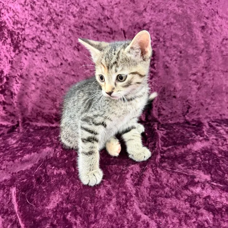 A baby small-sized female Gray / Blue / Silver Domestic Short Hair cat named Bertha for adoption in Raleigh, NC