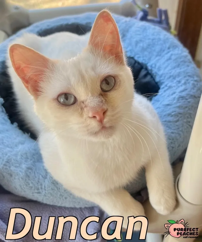 Duncan thumbnail 2