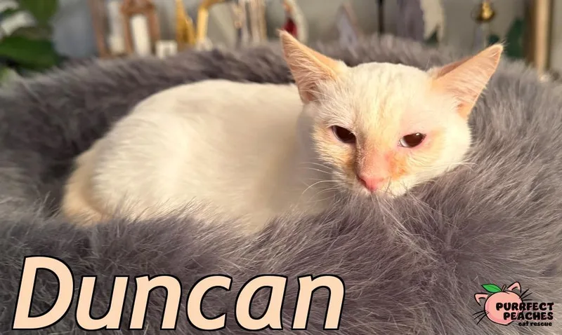 Duncan thumbnail 4