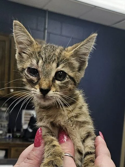 A baby small-sized female Domestic Short Hair cat named Nugget for adoption in Conroe, TX