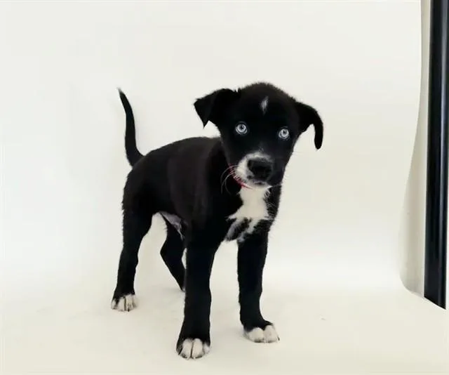 A baby small-sized male Terrier dog named Tiki for adoption in Saint Louis, MO