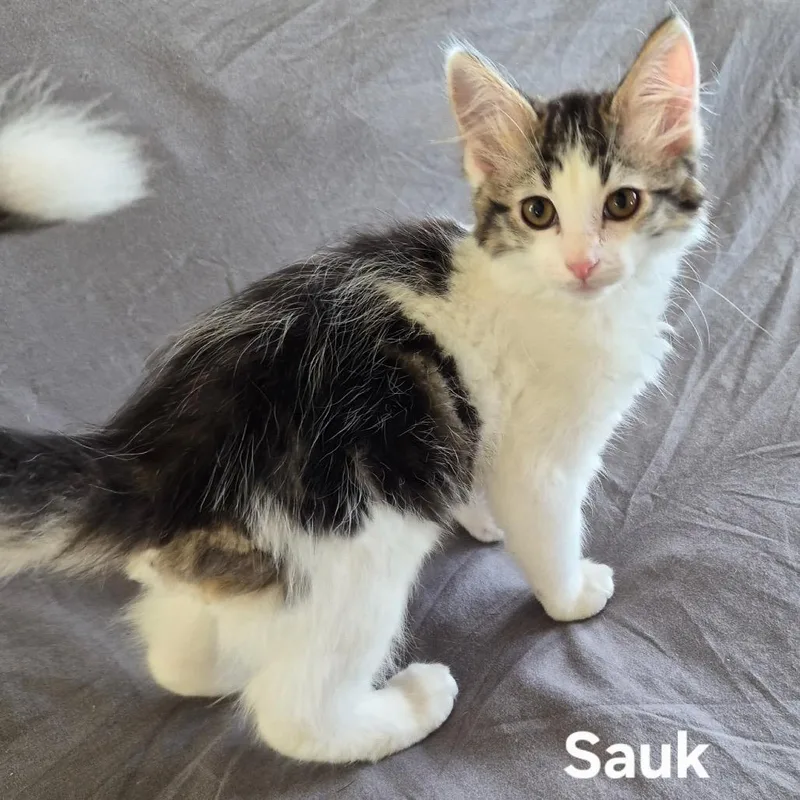 A baby small-sized female White Domestic Medium Hair cat named Sauk for adoption in Matteson, IL