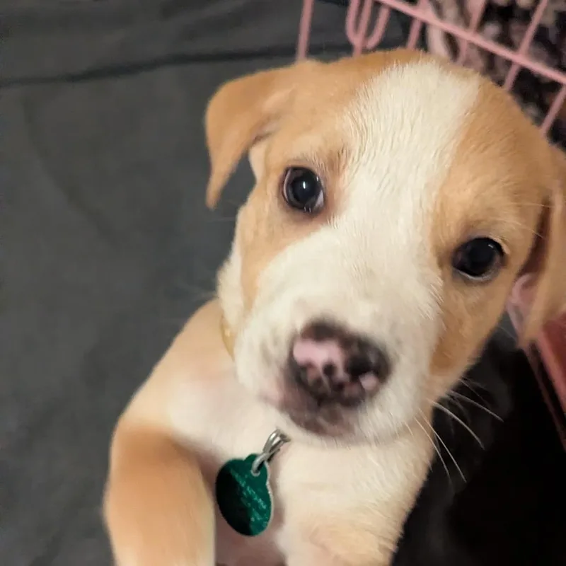 A baby small-sized male Yellow / Tan / Blond / Fawn Mixed Breed dog named Ponyo for adoption in Buffalo, MN