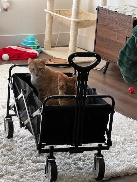 An adult medium-sized male Orange / Red Domestic Short Hair cat named Pico for adoption in La Jolla, CA
