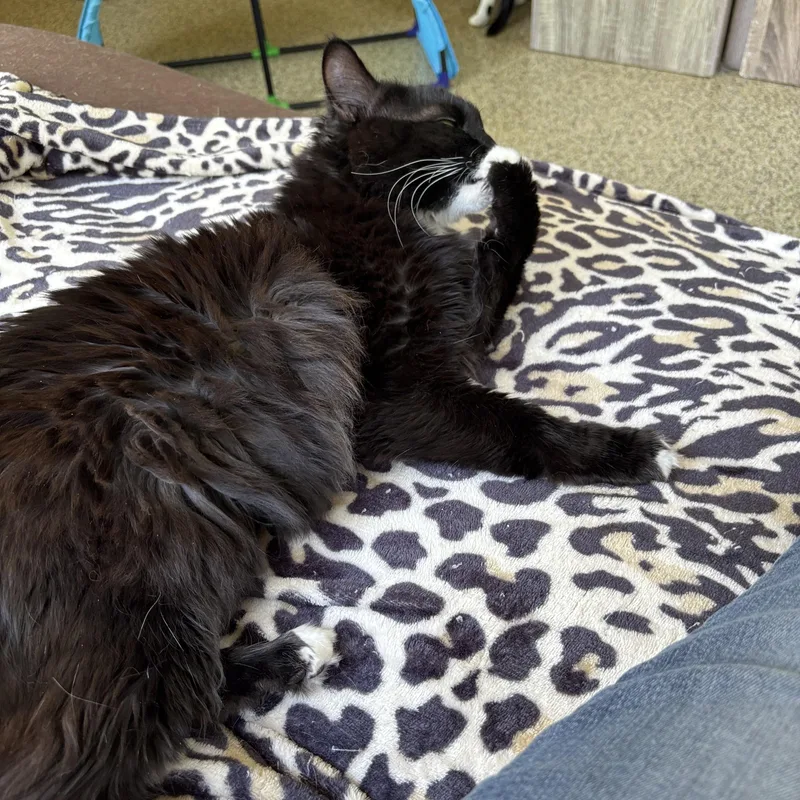 An adult medium-sized female Black & White / Tuxedo Domestic Long Hair cat named Dazzle for adoption in Sautee Nacoochee, GA