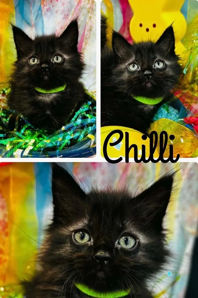 Chili thumbnail 2