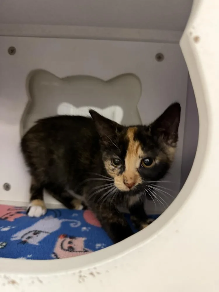 A baby small-sized female Domestic Short Hair cat named Lady Purrl for adoption in Orlando, FL