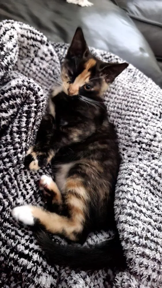 Lady Purrl thumbnail 2