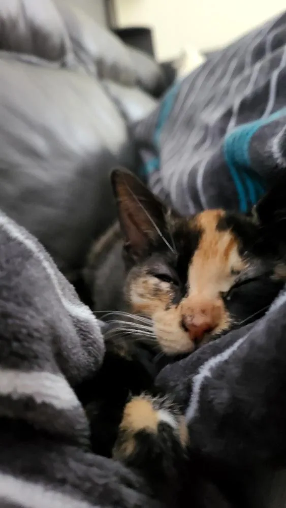 Lady Purrl thumbnail 3
