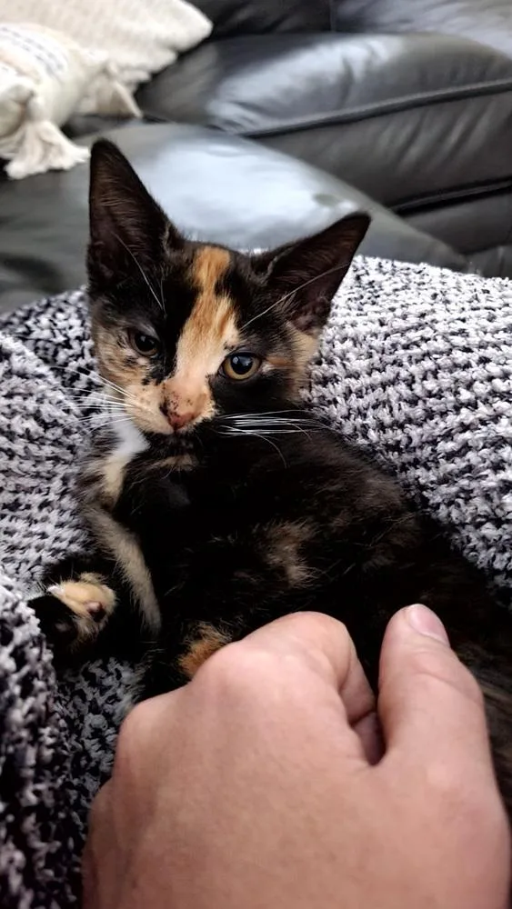 Lady Purrl thumbnail 4