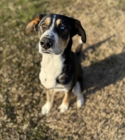 A young large-sized male Mixed Breed dog named Micah for adoption in Knoxville, TN