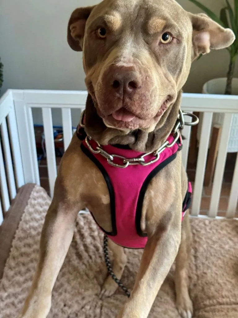 An adult large-sized male Pit Bull Terrier dog named Coffey Blakney for adoption in El Dorado, AR