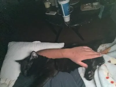 An adult medium-sized male Black Domestic Short Hair cat named Titi for adoption in Mokena, IL