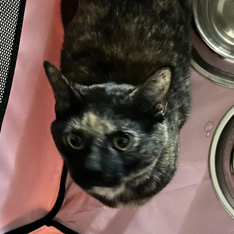 An adult medium-sized female Domestic Short Hair cat named Dart for adoption in Corydon, IN