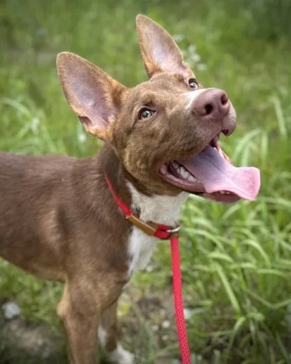 A young medium-sized male Mixed Breed dog named Dante for adoption in Atlanta, GA