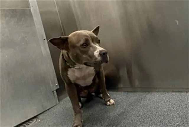 A young medium-sized female Mixed Breed dog named Debbie for adoption in Dallas, TX