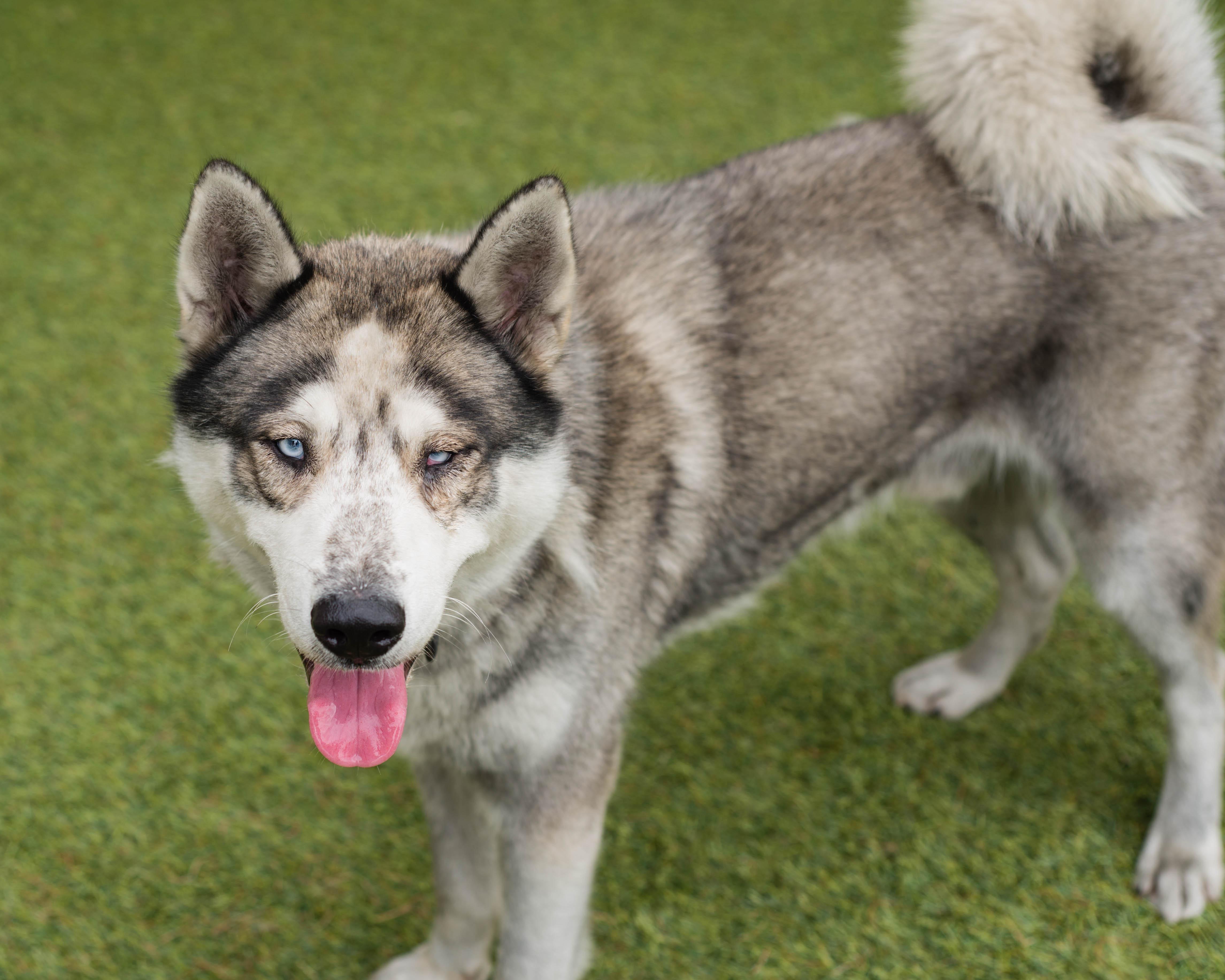 An adult large-sized male White / Cream Siberian Husky dog named Harry for adoption in Mont Belvieu, TX