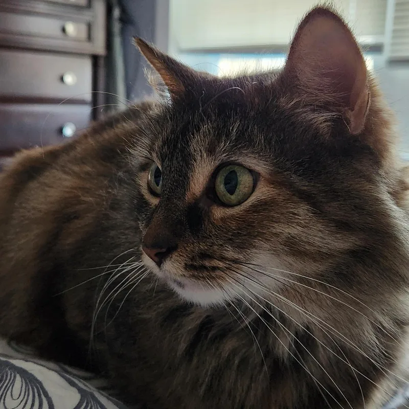 Heather With The Feathery thumbnail 2