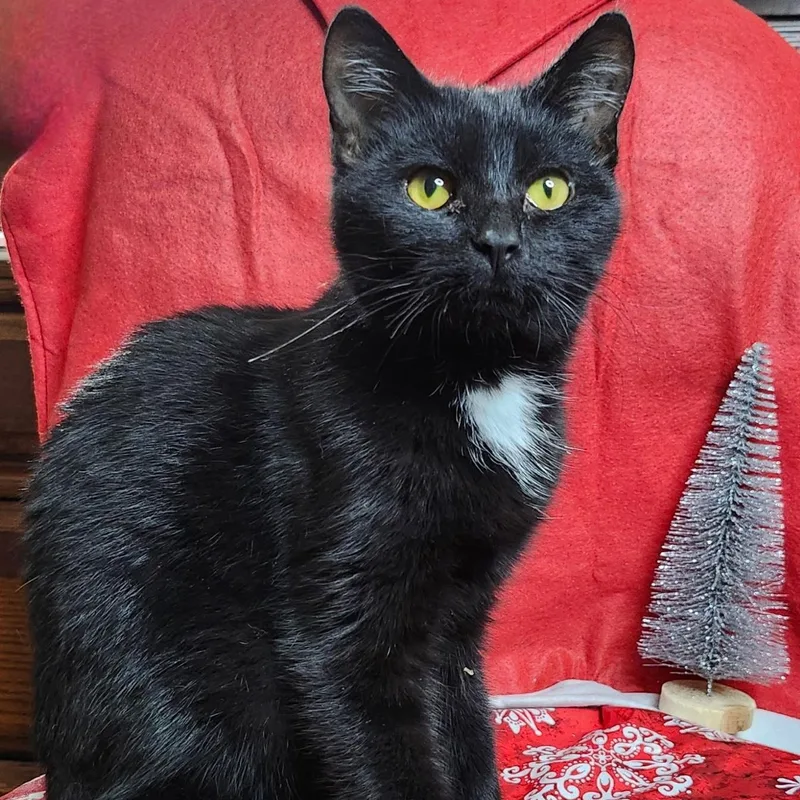 A baby medium-sized female Black Domestic Short Hair cat named Redemption for adoption in Richmond, VA