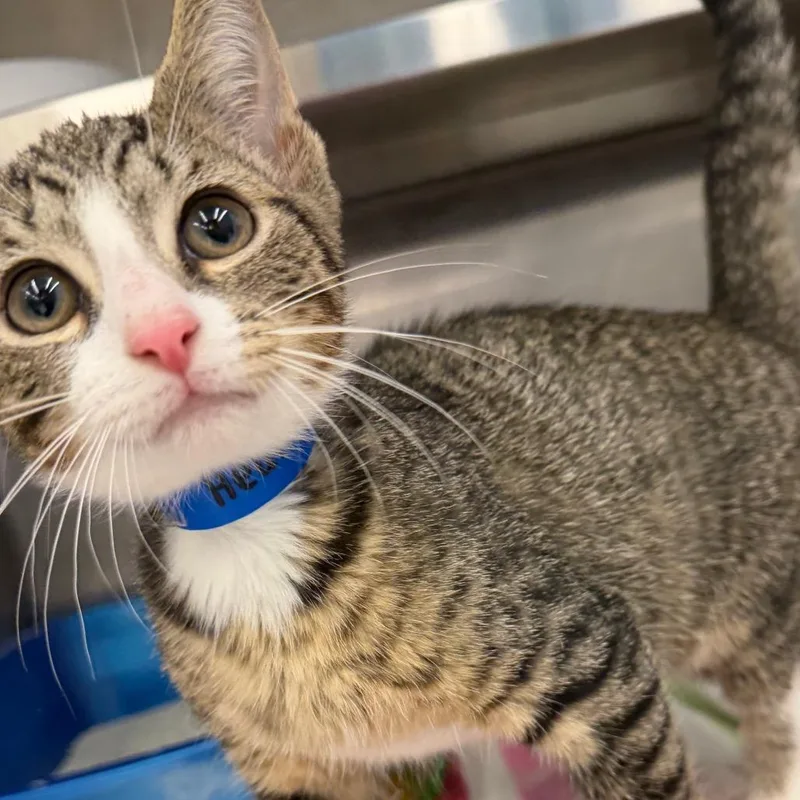 A baby small-sized male Gray / Blue / Silver Domestic Short Hair cat named Heath for adoption in Hamburg, NY
