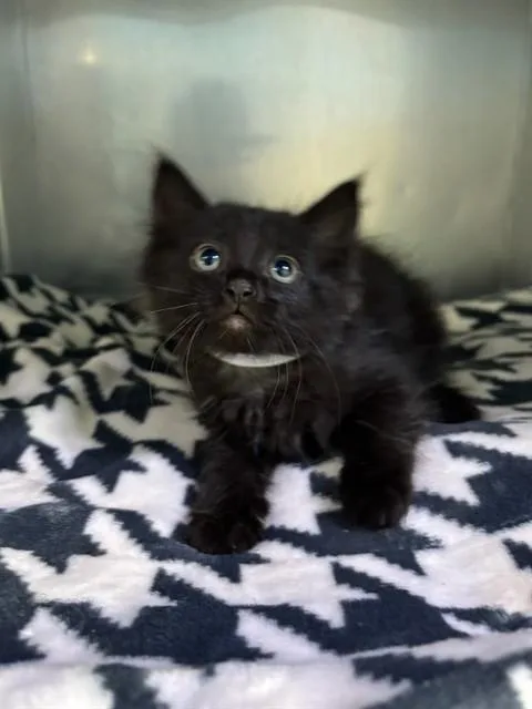A baby medium-sized female Domestic Medium Hair cat named Bobby for adoption in Baldwin Park, CA
