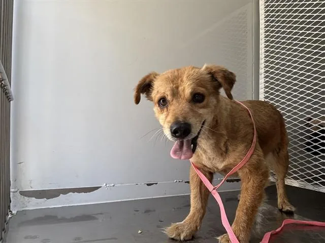 A young small-sized male Terrier dog named Richie for adoption in Bakersfield, CA