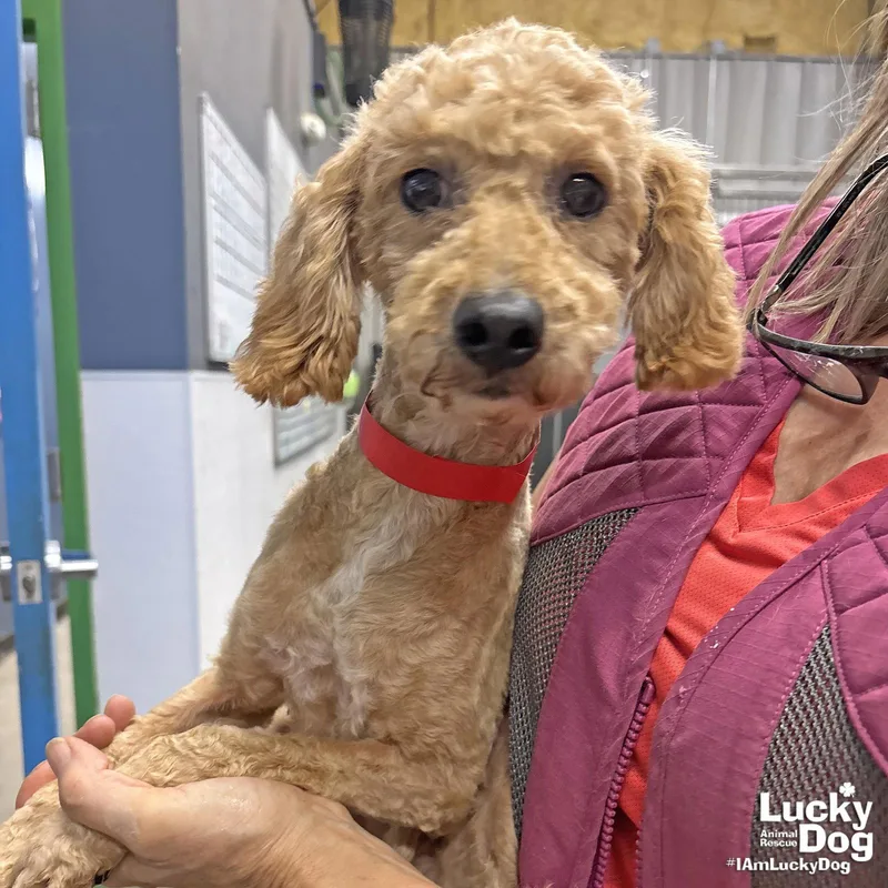 An adult small-sized male Poodle dog named Bug for adoption in Washington, DC