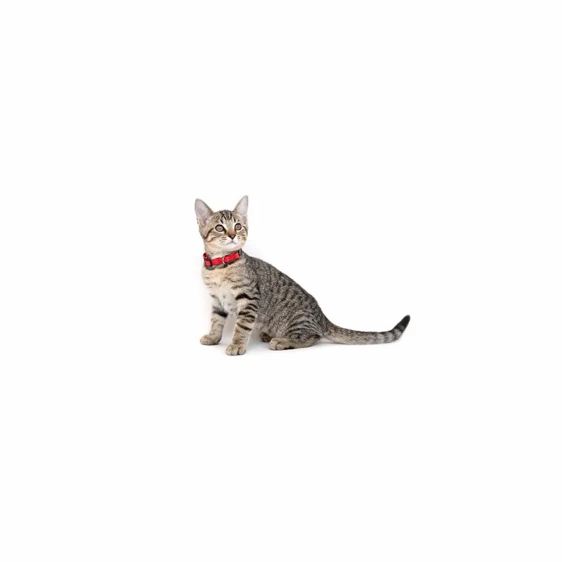A baby small-sized female Brown / Chocolate Domestic Short Hair cat named Velvet for adoption in Playa Vista, CA
