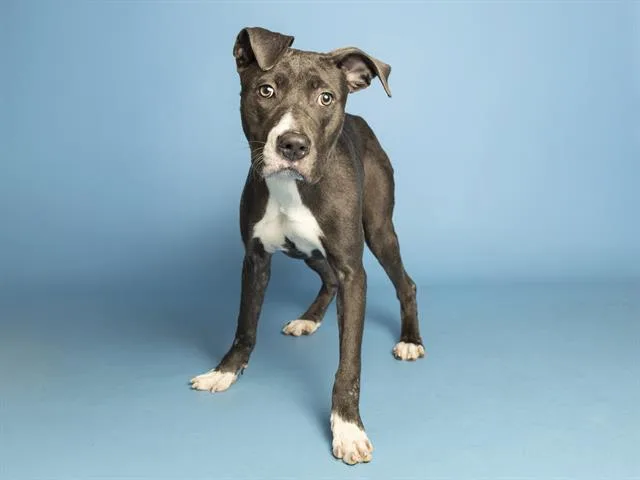 A young medium-sized female Pit Bull Terrier dog named Lulu for adoption in Phoenix, AZ