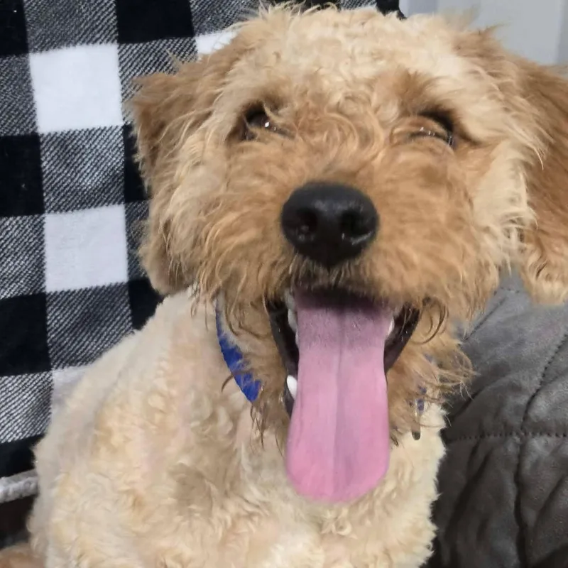 A young small-sized male Miniature Poodle dog named Sonic Sam for adoption in Racine, WI