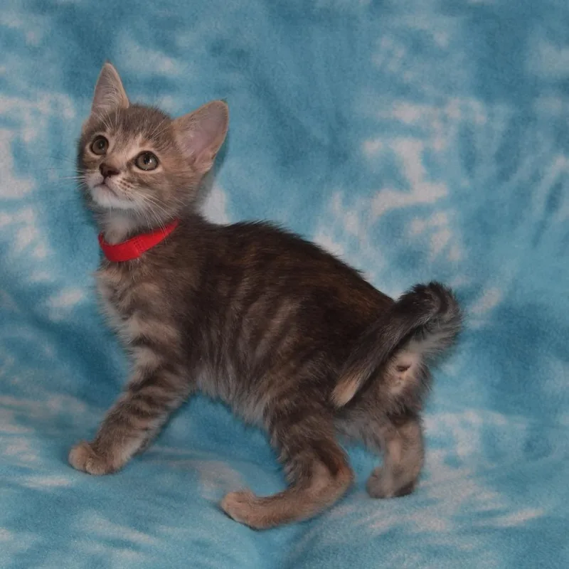 A baby small-sized female Domestic Short Hair cat named Shimmer for adoption in Eureka, CA