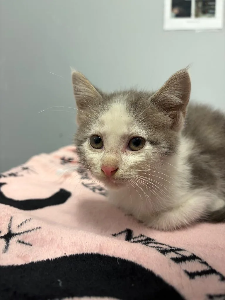 A baby medium-sized male Domestic Medium Hair cat named Icarus for adoption in Bloomington, IN