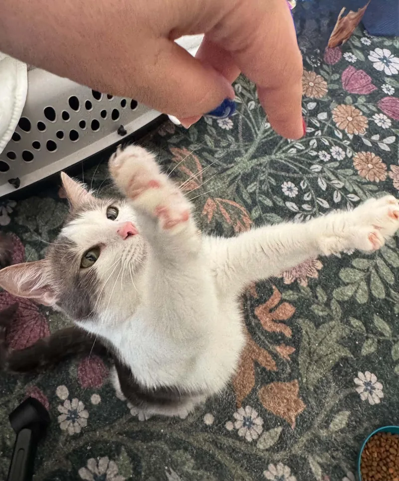 An adult large-sized female Gray & White Domestic Short Hair cat named Grayson for adoption in Arnold, MO