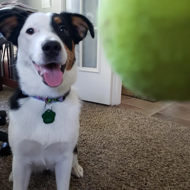 A young medium-sized female Tricolor (Brown, Black, & White) Border Collie dog named Sydney for adoption in Allen, TX