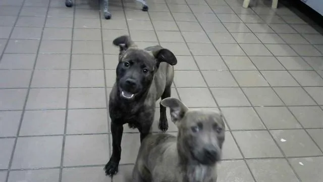 A baby small-sized female German Shepherd Dog dog named Izzy for adoption in Albuquerque, NM