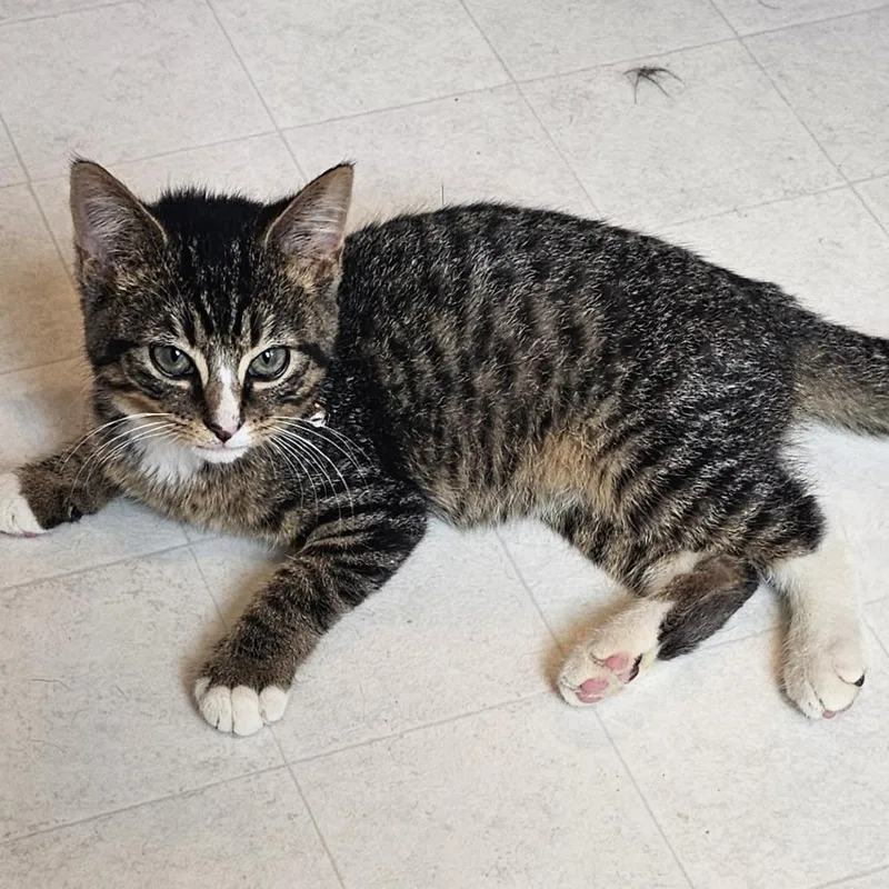 A baby small-sized male Brown / Chocolate Domestic Short Hair cat named Sparkler for adoption in Cincinnati, OH