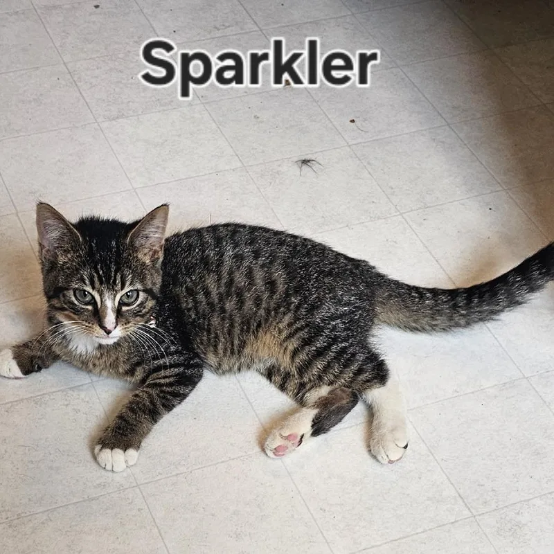 Sparkler thumbnail 2