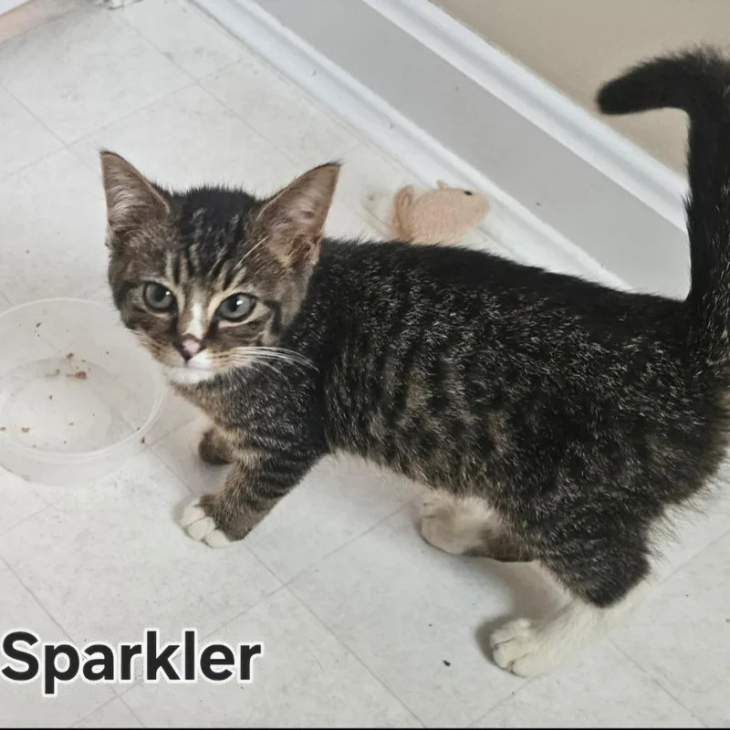 Sparkler thumbnail 3