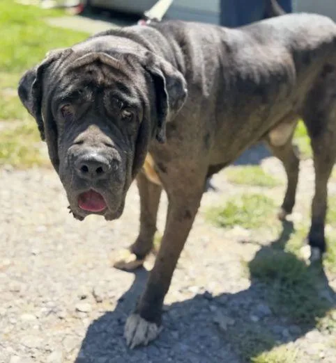Ghost SCAS
