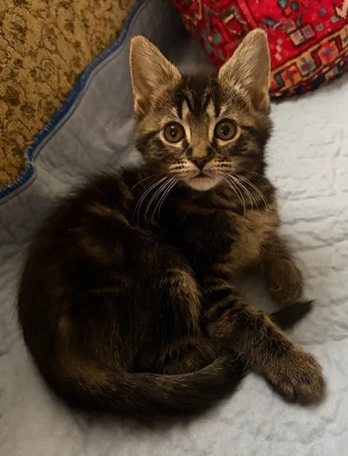 A baby medium-sized female Domestic Medium Hair cat named Violet for adoption in Shoreline, WA