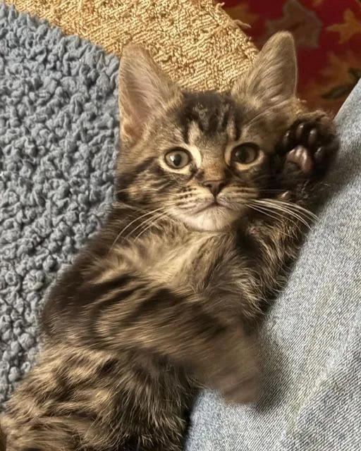 Violet thumbnail 3