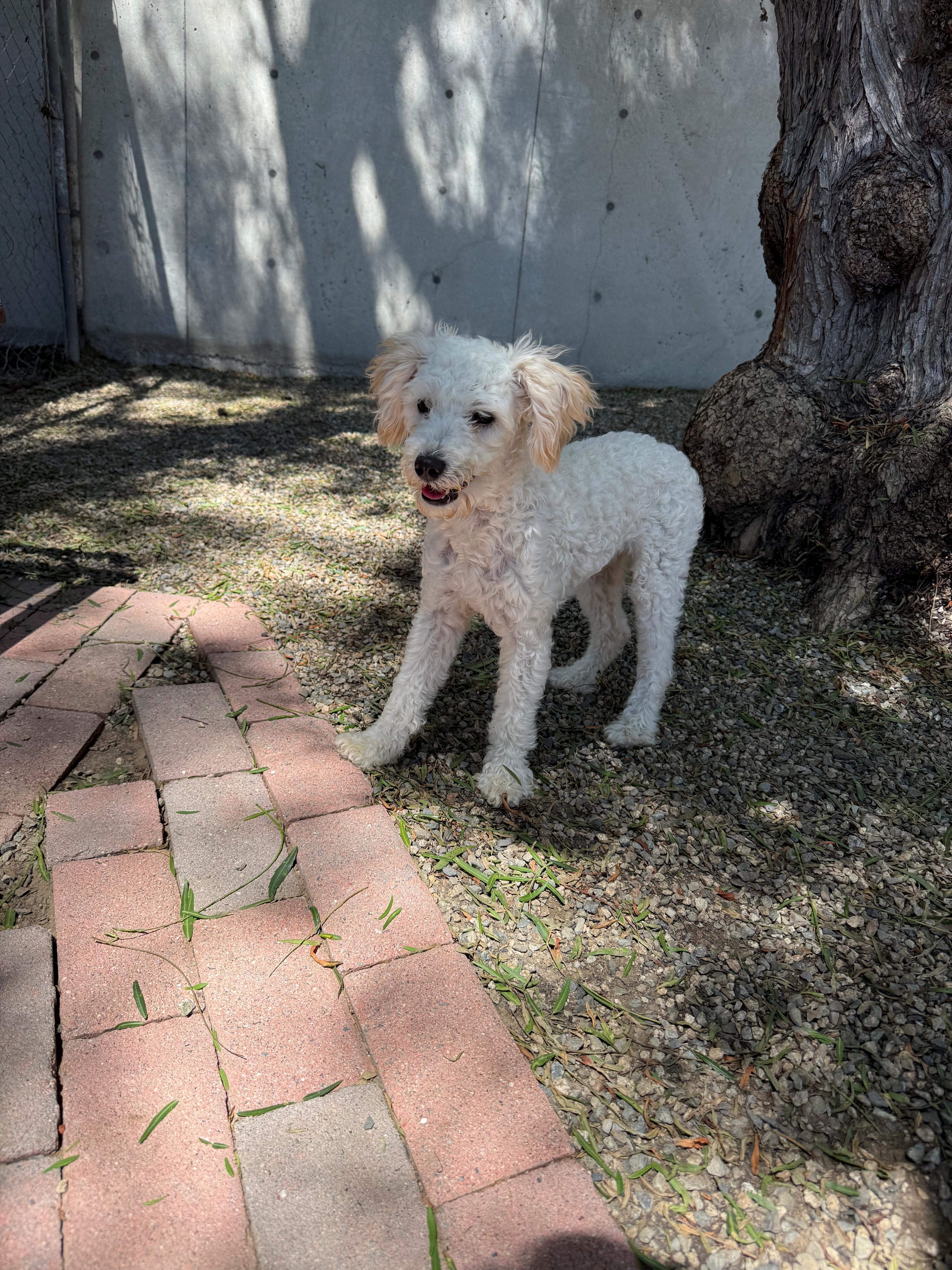 A young small-sized male Miniature Poodle dog named Lenny for adoption in Laguna Beach, CA