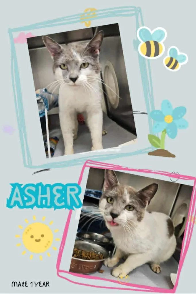 A young medium-sized male Domestic Short Hair cat named Asher for adoption in Blountville, TN