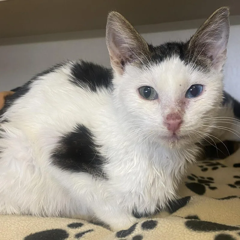 A young medium-sized male Domestic Short Hair cat named Alaric for adoption in Pagosa Springs, CO