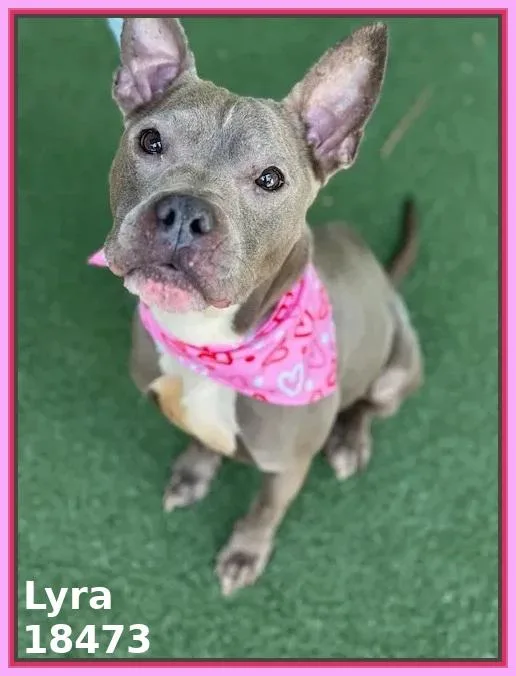 An adult medium-sized female Gray / Blue / Silver Pit Bull Terrier dog named Lyra for adoption in Marietta, GA