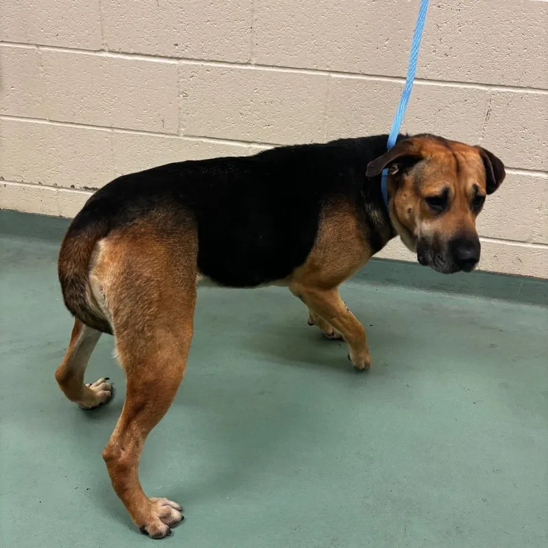 An adult medium-sized male Yellow / Tan / Blond / Fawn Mixed Breed dog named Saprano for adoption in Memphis, TN
