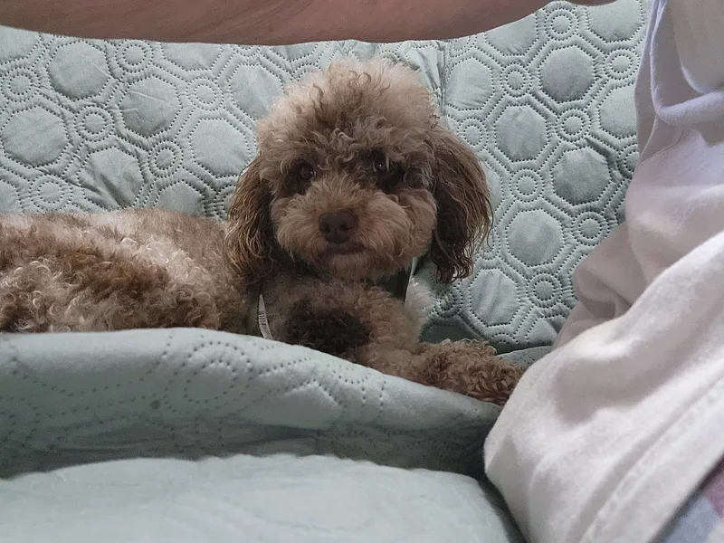 A young medium-sized male Poodle dog named Romeo for adoption in Marine City, MI